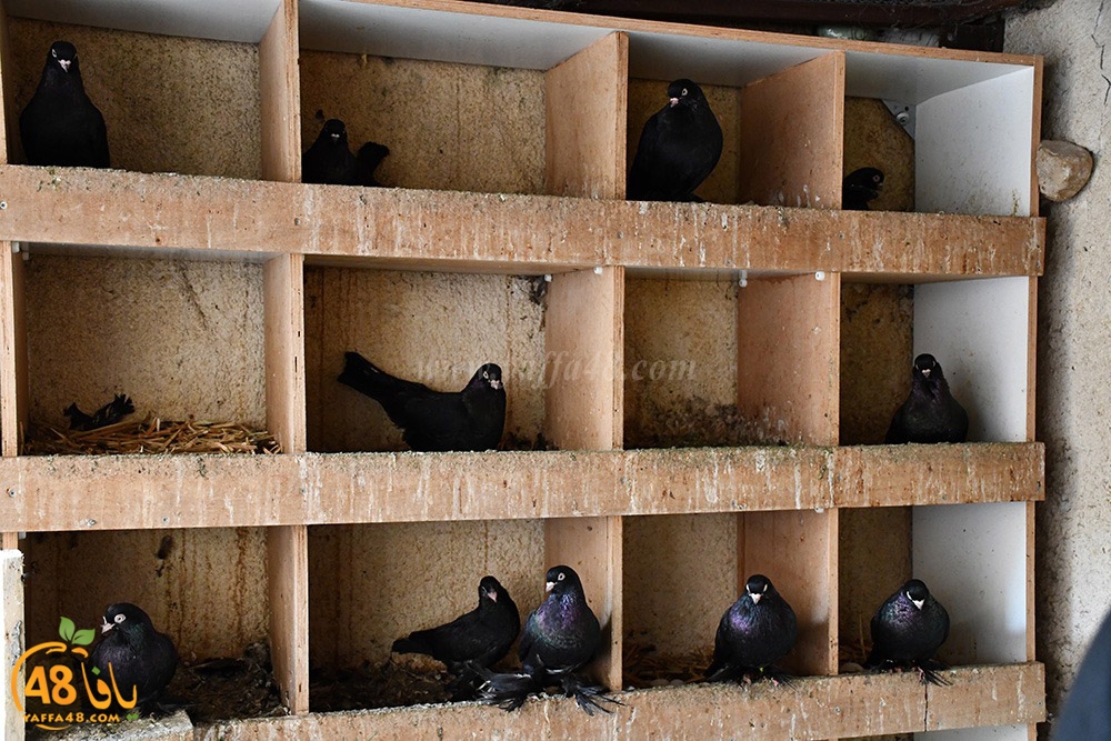 zohdi 3ashoor (85).jpeg